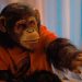 Primate