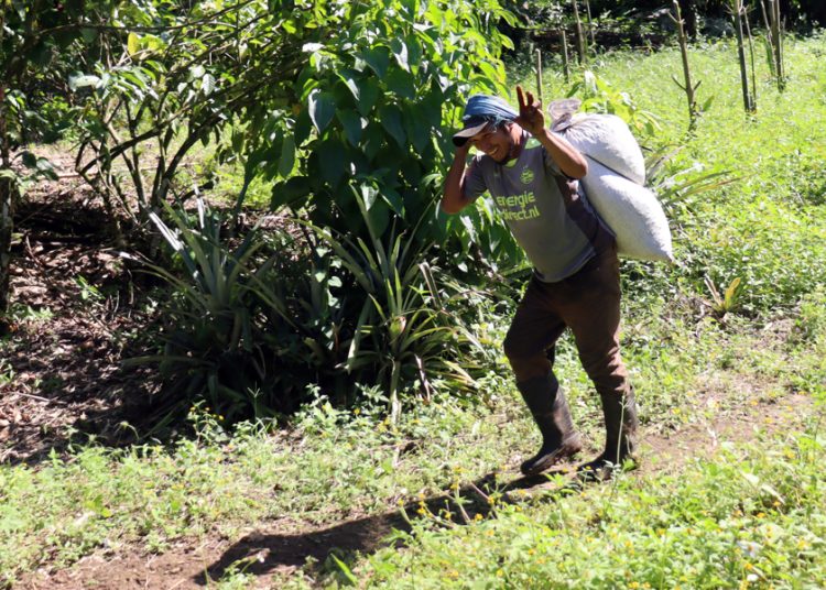 Migrantes salvan cosecha de café en Chiapas