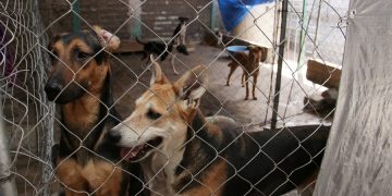 Piden reforzar leyes contra el maltrato animal