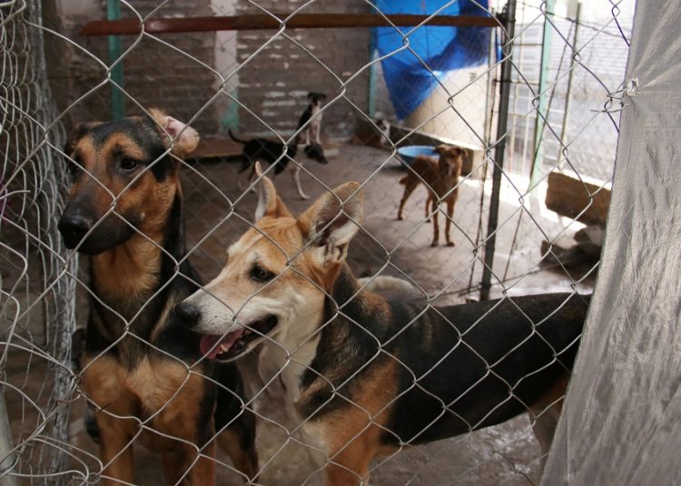 Piden reforzar leyes contra el maltrato animal