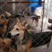 Piden reforzar leyes contra el maltrato animal