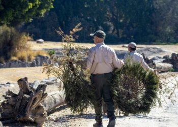 Participa en la campaña de reciclaje de árboles de Navidad y visita Africam Safari