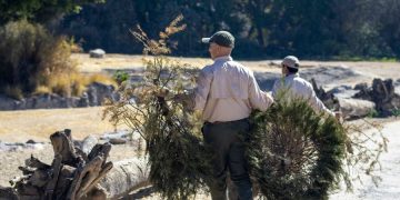 Participa en la campaña de reciclaje de árboles de Navidad y visita Africam Safari