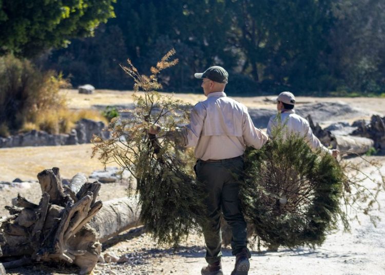 Participa en la campaña de reciclaje de árboles de Navidad y visita Africam Safari