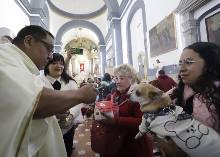 Bendicen mascotas entre polémica por prohibición de venta de animales