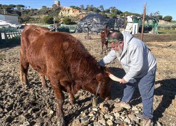 Convierte dos vacas en mascotas para salvarlas del sacrificio