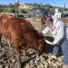 Convierte dos vacas en mascotas para salvarlas del sacrificio
