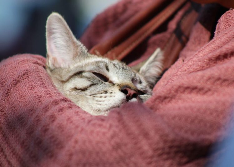 Ayuntamiento emite medidas para el cuidado de mascotas en temporada de frío