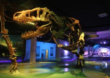 Museo de la Evolución resguarda la colección científica más importantes del estado
