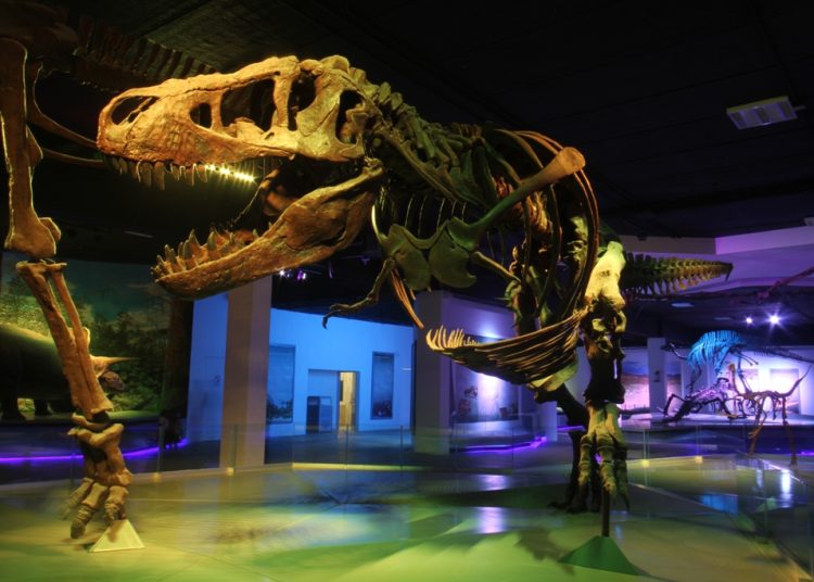 Museo de la Evolución resguarda la colección científica más importantes del estado