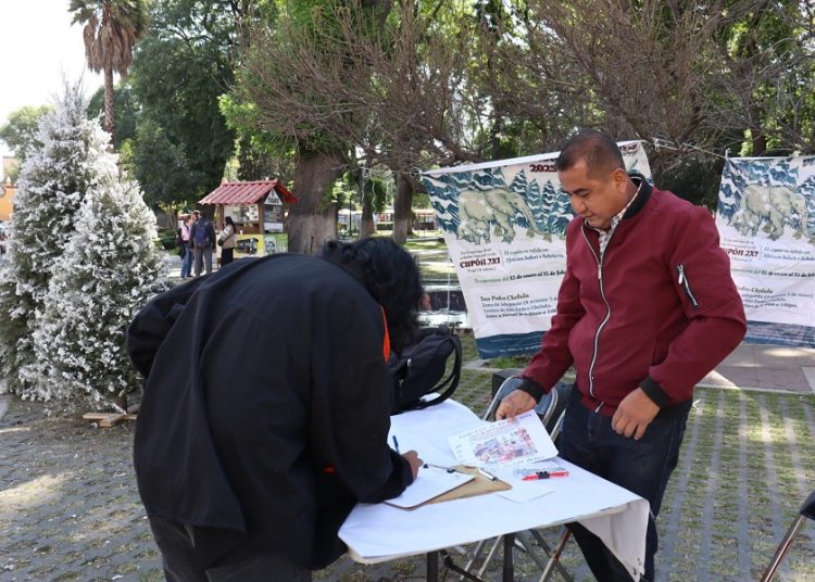 San Pedro Cholula y Africam impulsan reciclaje de árboles navideños