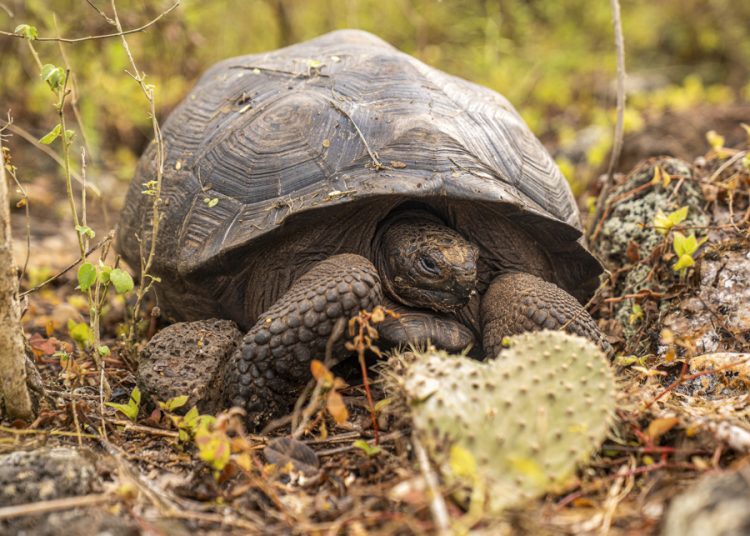 Tortugas gigantes vuelven a caminar en isla de las Galápagos