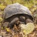 Tortugas gigantes vuelven a caminar en isla de las Galápagos