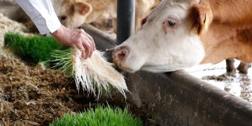Capacita AGCM a productores sobre forraje hidropónico