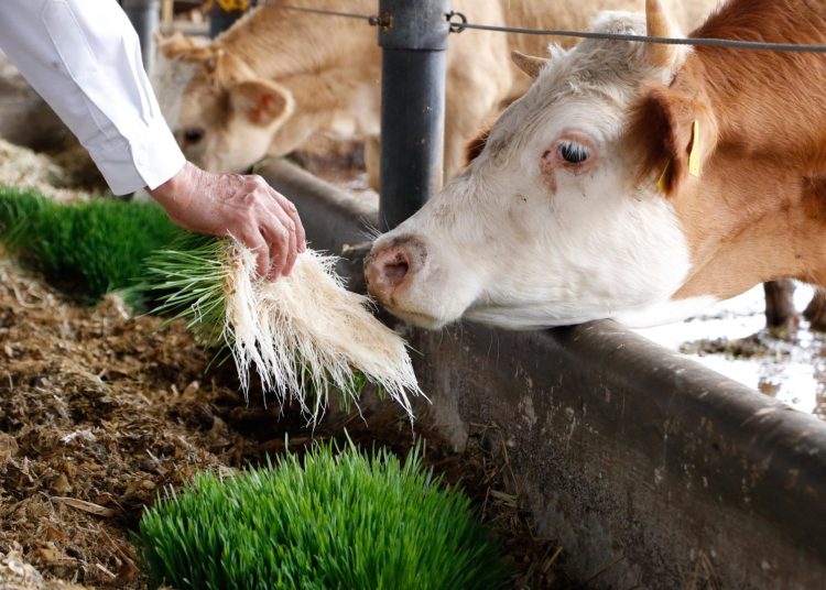 Capacita AGCM a productores sobre forraje hidropónico