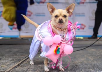Mascotas se visten de pepinos y ch’utas, en carnaval en Bolivia