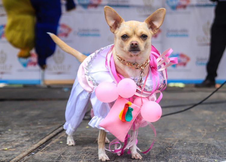 Mascotas se visten de pepinos y ch’utas, en carnaval en Bolivia