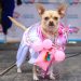 Mascotas se visten de pepinos y ch’utas, en carnaval en Bolivia