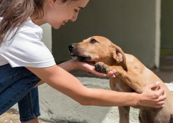 Invitan a Jornadas de Adopción de gatitos y perritos en Puebla