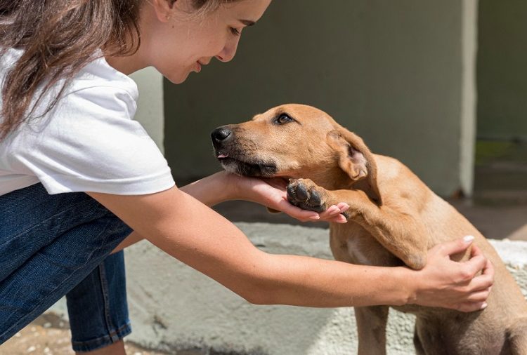 Invitan a Jornadas de Adopción de gatitos y perritos en Puebla