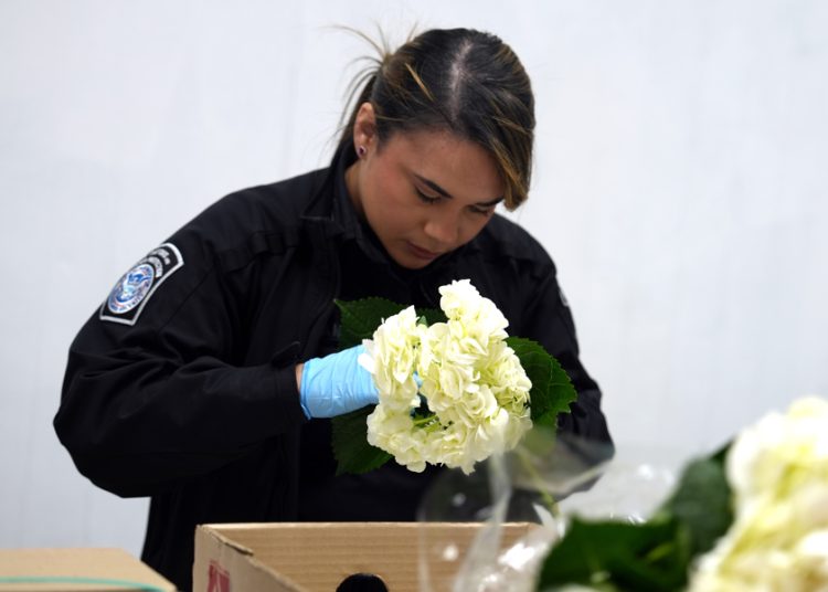 Importación de flores en Miami sube 6 % para San Valentín