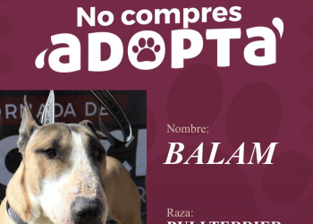 Impulsa Pepe Chedraui la adopción responsable de perritos