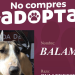 Impulsa Pepe Chedraui la adopción responsable de perritos