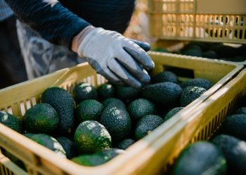 Gran venta de aguacate para el Super Bowl