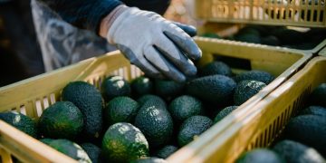 Gran venta de aguacate para el Super Bowl