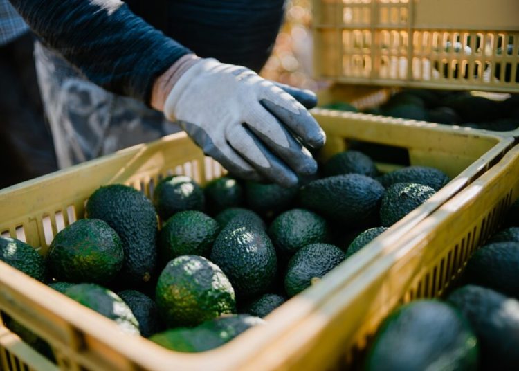 Gran venta de aguacate para el Super Bowl