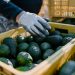 Gran venta de aguacate para el Super Bowl
