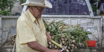 Impulsa Agricultura acceso a financiamiento para el sector cañero