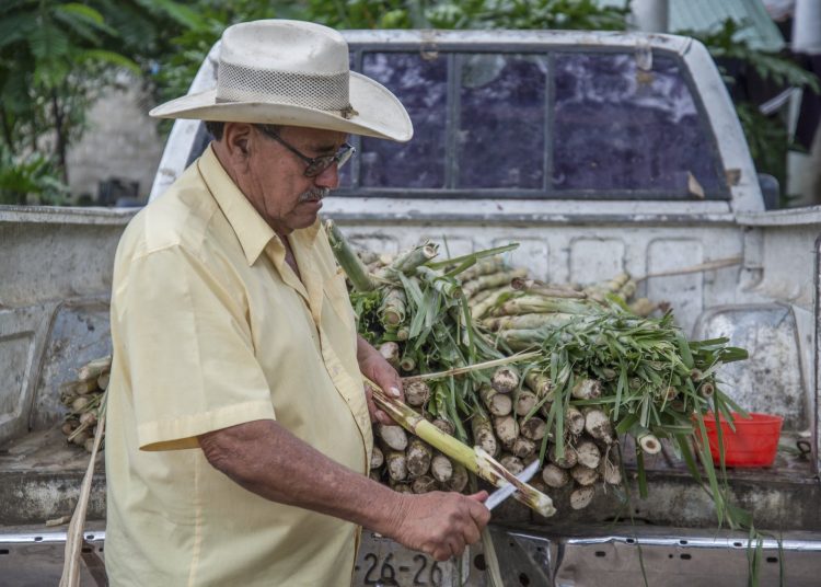 Impulsa Agricultura acceso a financiamiento para el sector cañero