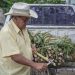 Impulsa Agricultura acceso a financiamiento para el sector cañero