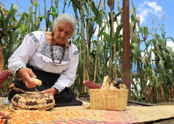 Refuerza Sembrando Vida acciones para proteger maíces nativos