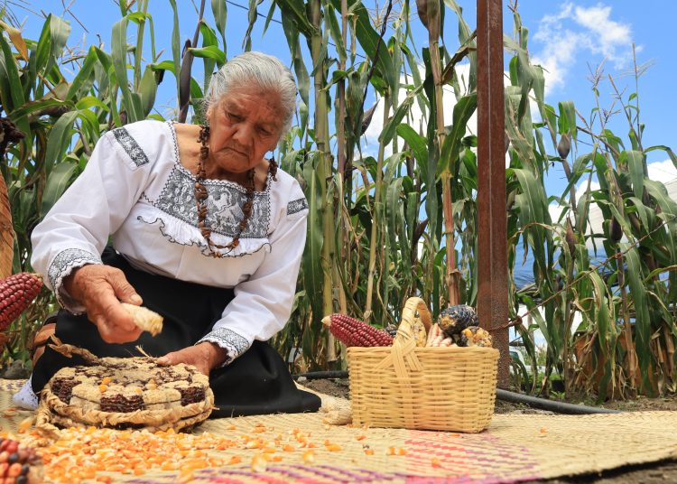 Refuerza Sembrando Vida acciones para proteger maíces nativos