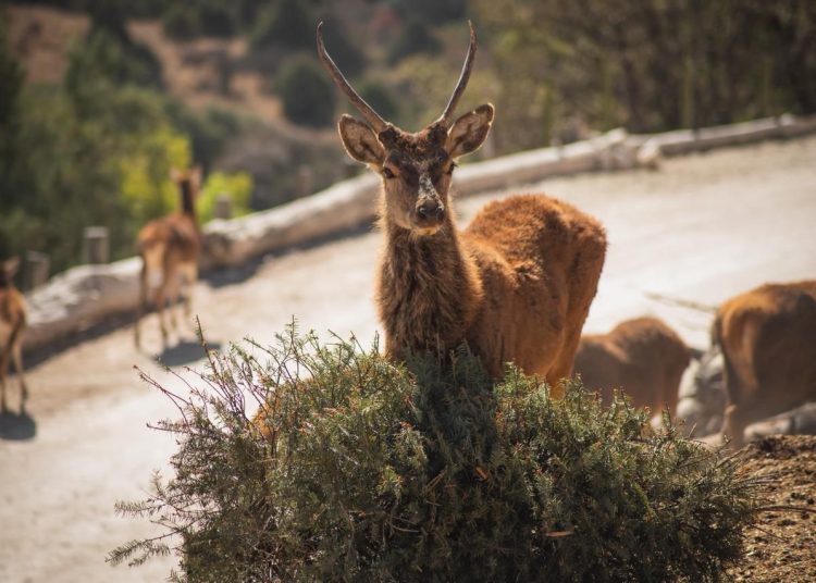 Concluye Verde Navidad, en coordinación con Africam Safari y el Gobierno de Pepe Chedraui