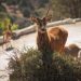 Concluye Verde Navidad, en coordinación con Africam Safari y el Gobierno de Pepe Chedraui