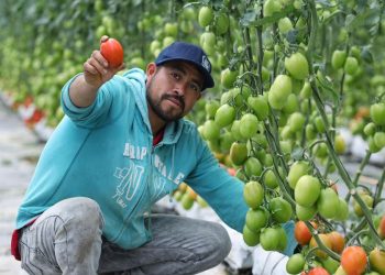 Ciitras vincularán a 3 mil 850 productores