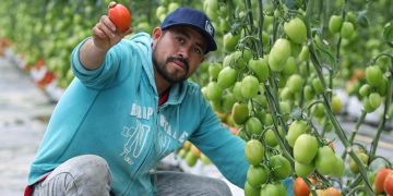 Ciitras vincularán a 3 mil 850 productores