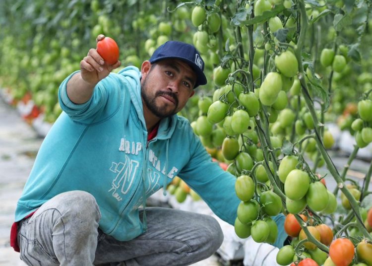 Ciitras vincularán a 3 mil 850 productores