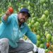 Ciitras vincularán a 3 mil 850 productores