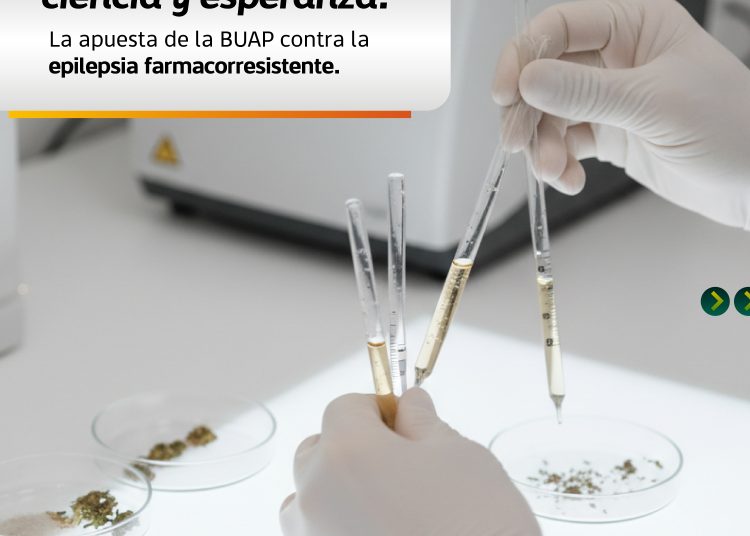 Investigadores BUAP estudian cannabinoides para tratar epilepsia