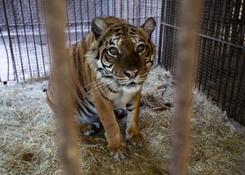 Osos y tigresa rescatados de Argentina llegan a Europa