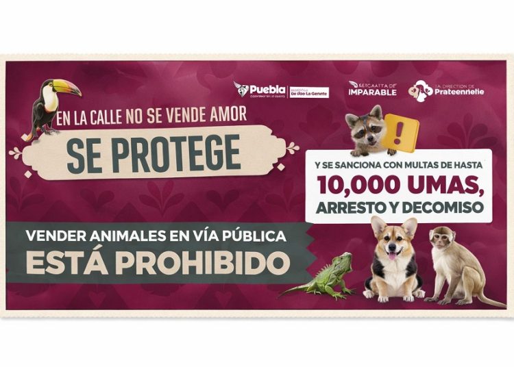 Refuerzan operativos contra venta de animales en vía pública