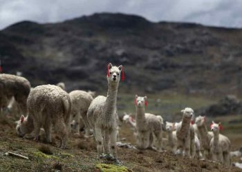 Perú anuncia mejoramiento genético de alpacas