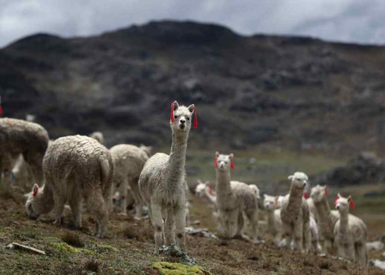Perú anuncia mejoramiento genético de alpacas