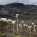 Perú mejora genéticamente 6 mil alpacas andinas