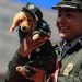 Pasarela Guau: un homenaje de la Policía de Bolivia