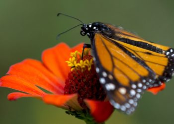 México lanza rastreo de mariposa monarca